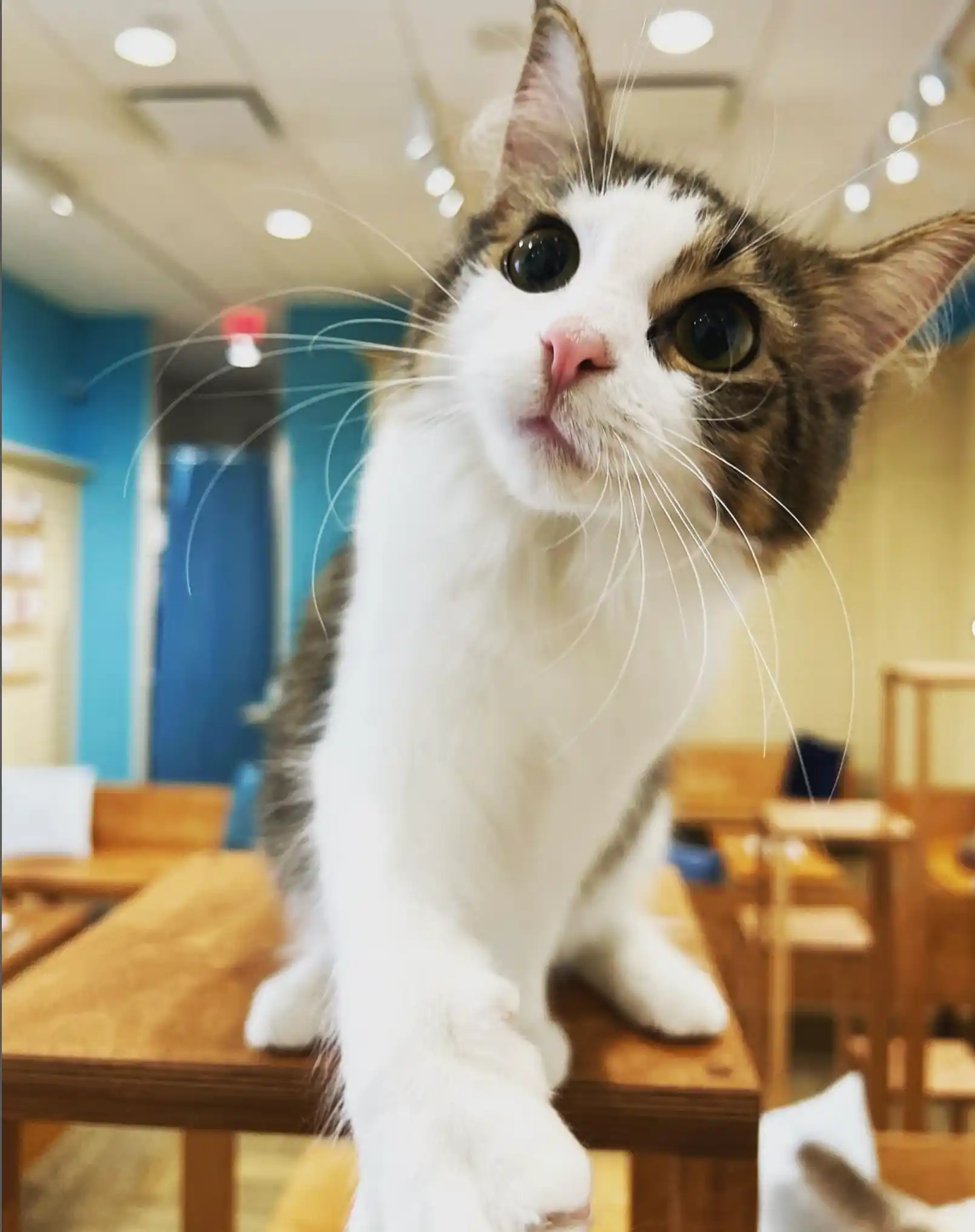 Cat Cafe Moff（キャットカフェ・モフ） の詳細情報 Aloco（アロコ）